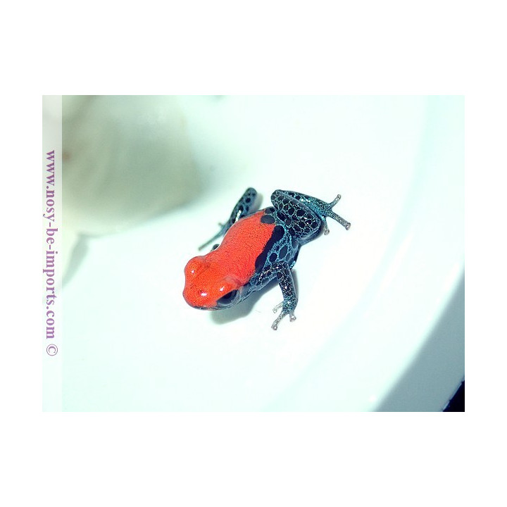 Ranitomeya reticulata