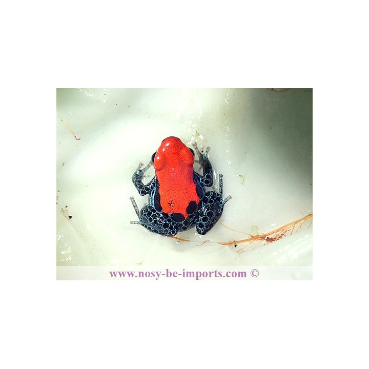 Ranitomeya reticulata