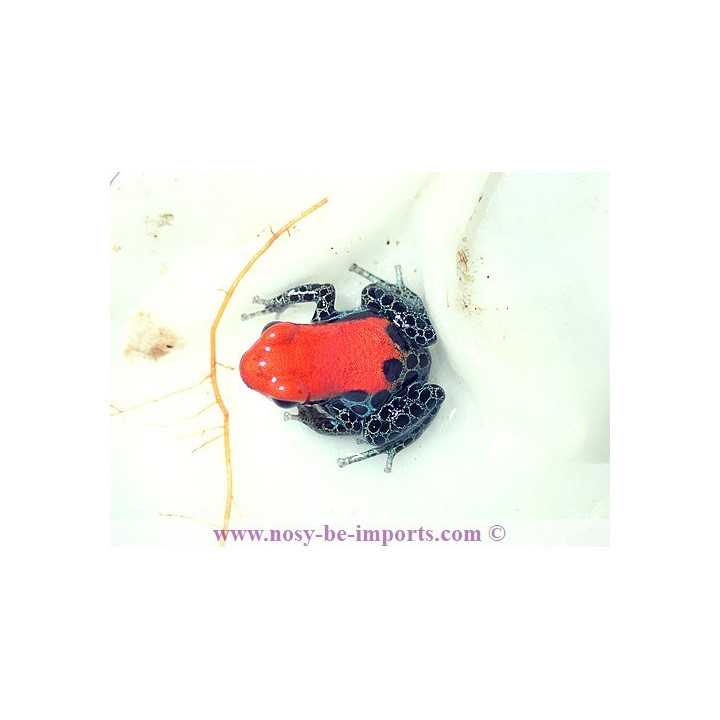 Ranitomeya reticulata