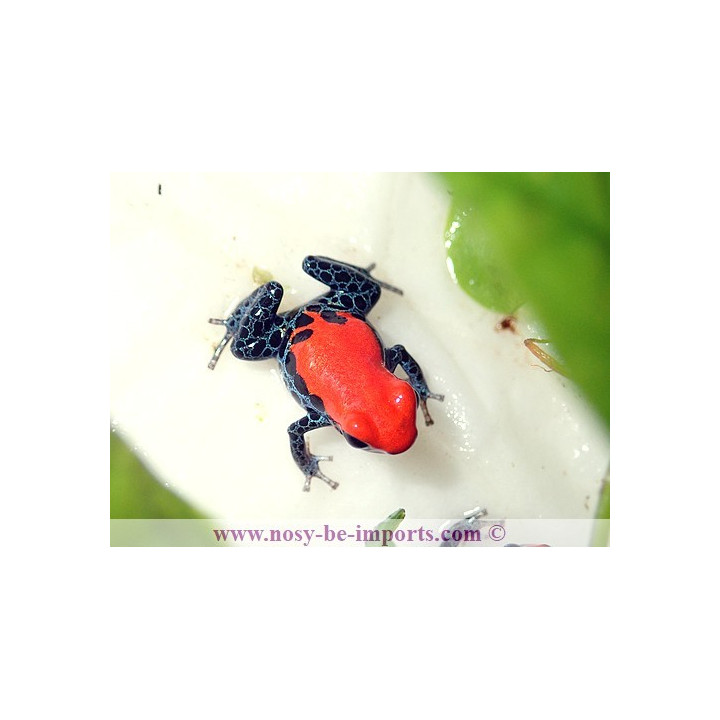 Ranitomeya reticulata