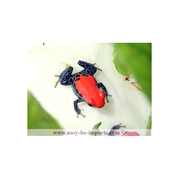 Ranitomeya reticulata