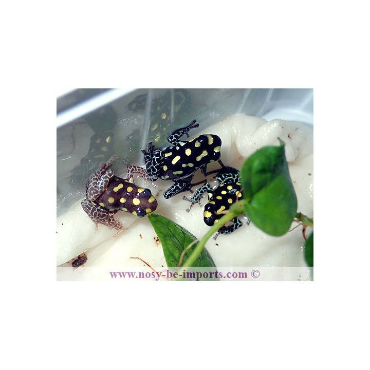 Ranitomeya vanzolinii