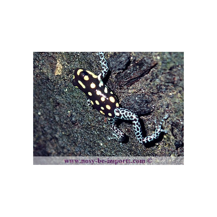 Ranitomeya vanzolinii