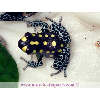 Ranitomeya vanzolinii