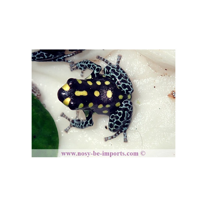 Ranitomeya vanzolinii