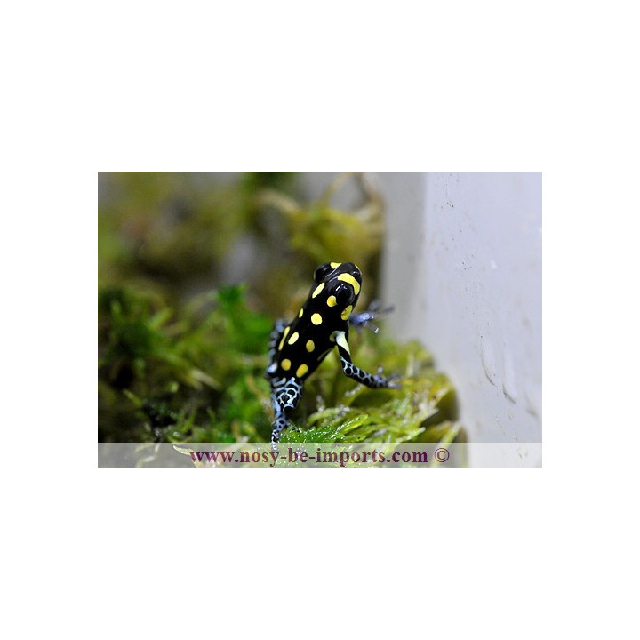 Ranitomeya vanzolinii