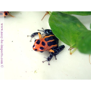Ranitomeya imitator Varadero
