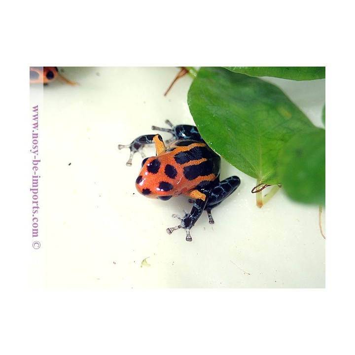 Ranitomeya imitator Varadero