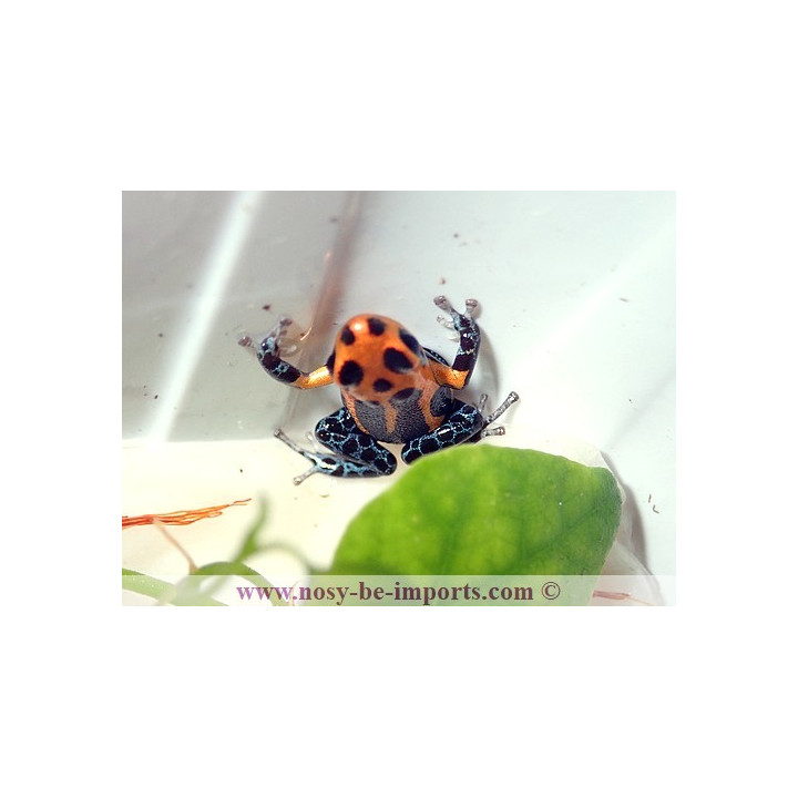 Ranitomeya imitator Varadero