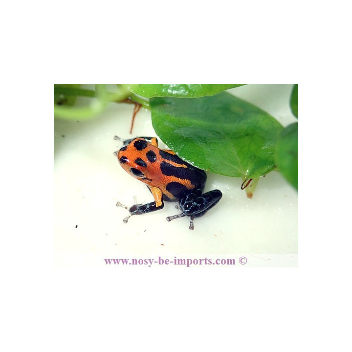 Ranitomeya imitator Varadero