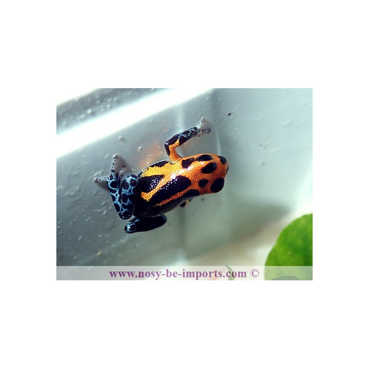Ranitomeya imitator Varadero