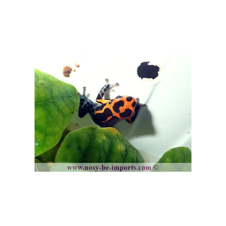 Ranitomeya imitator Varadero