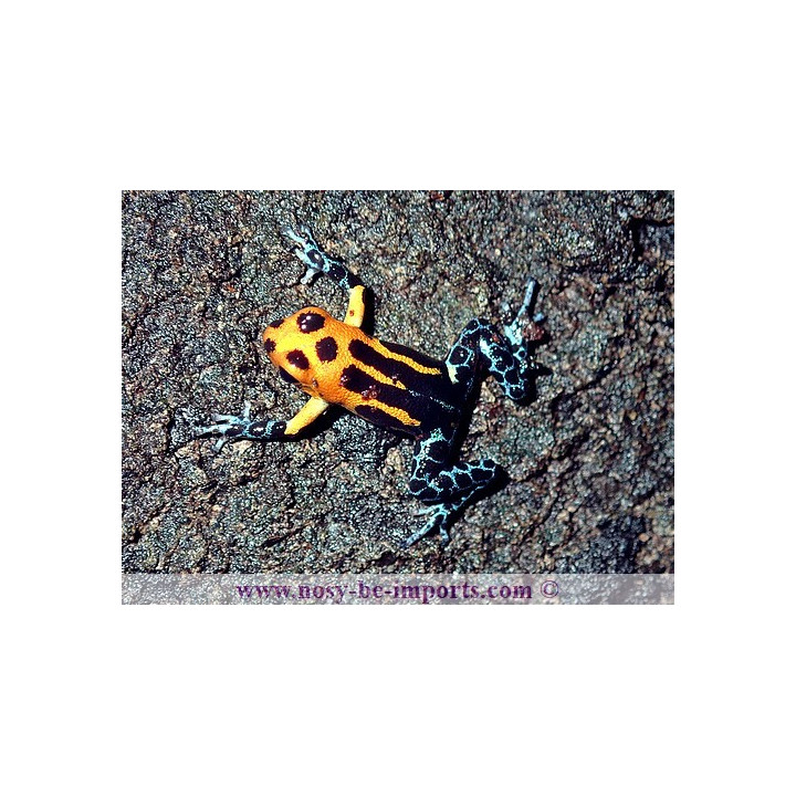 Ranitomeya imitator Varadero