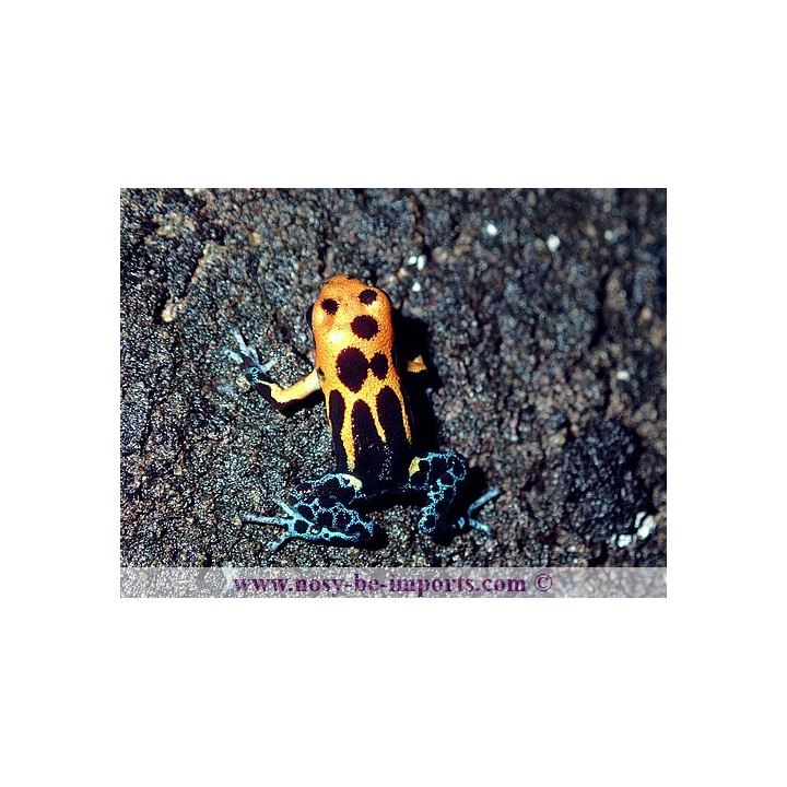 Ranitomeya imitator Varadero