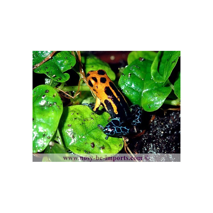 Ranitomeya imitator Varadero