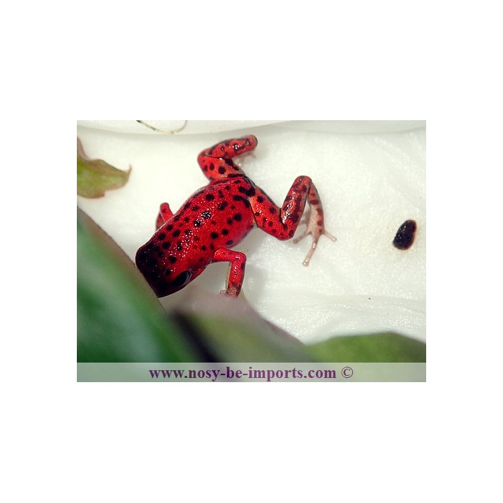 Oophaga pumilio Bastimentos