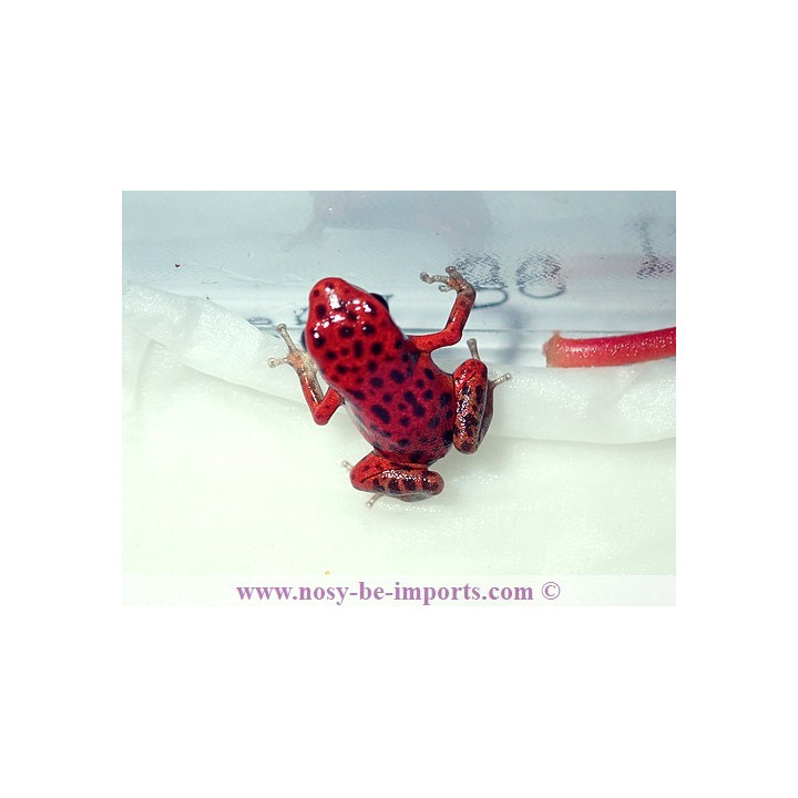 Oophaga pumilio Bastimentos
