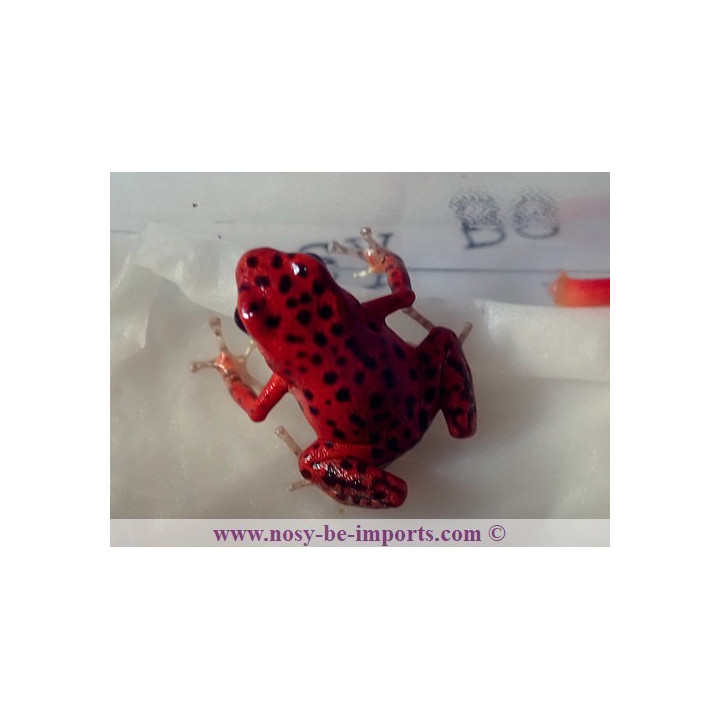 Oophaga pumilio Bastimentos