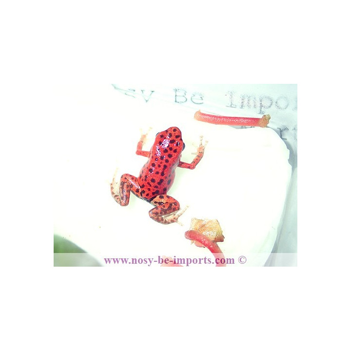Oophaga pumilio Bastimentos