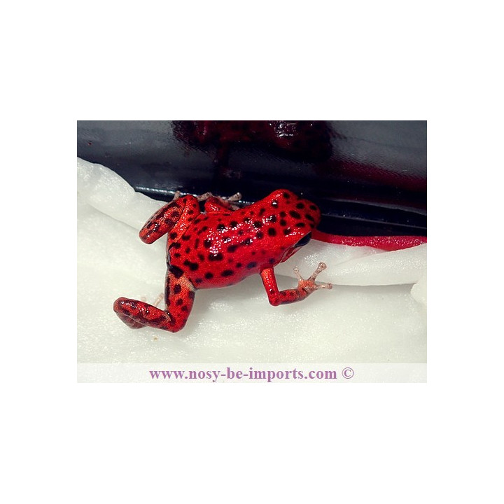 Oophaga pumilio Bastimentos