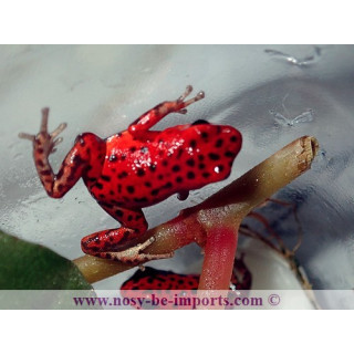 Oophaga pumilio Bastimentos