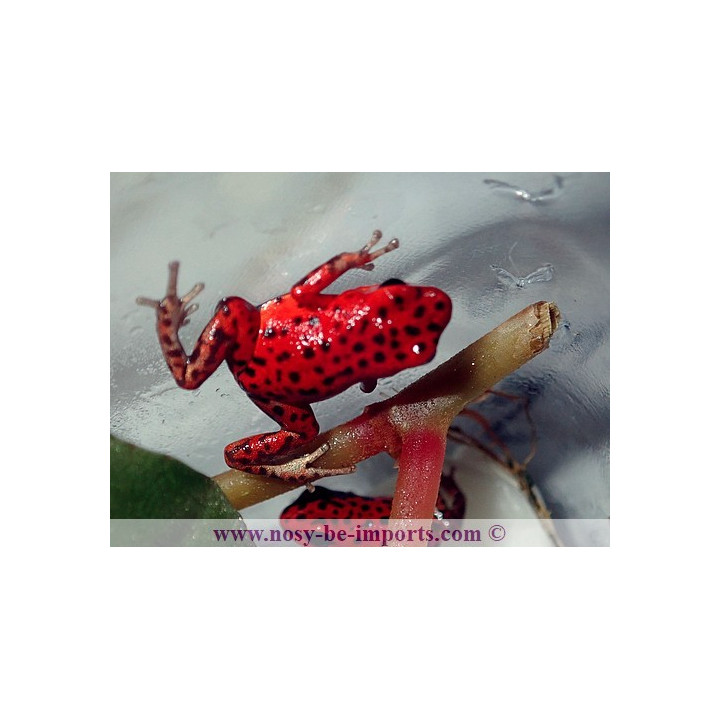 Oophaga pumilio Bastimentos