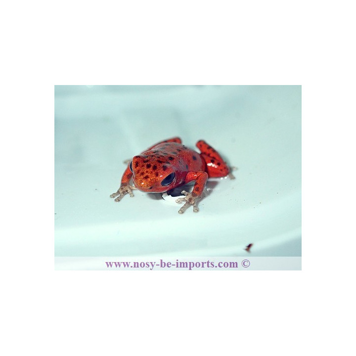 Oophaga pumilio Cristobal