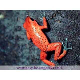 Oophaga pumilio Cristobal