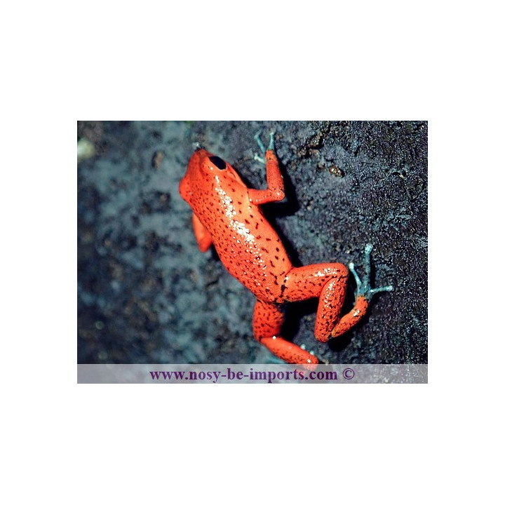 Oophaga pumilio Cristobal