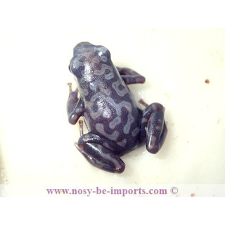 Dendrobates auratus Pena Blanca
