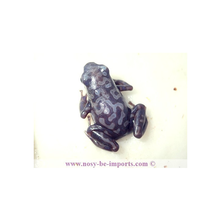 Dendrobates auratus Pena Blanca