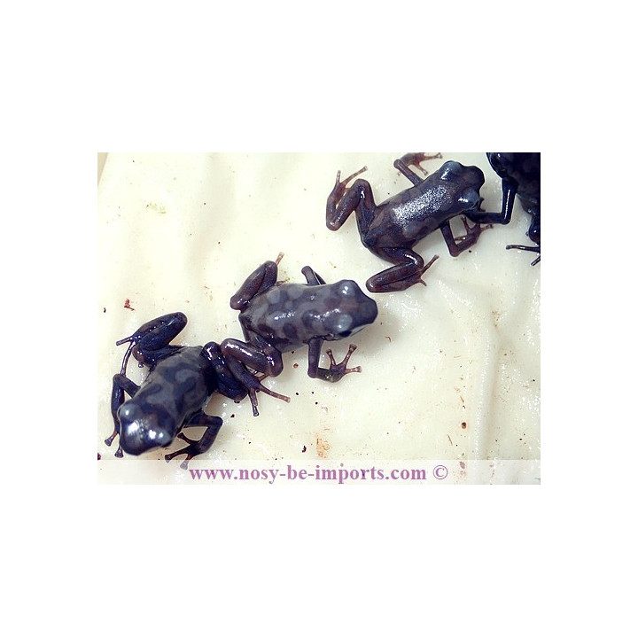 Dendrobates auratus Pena Blanca