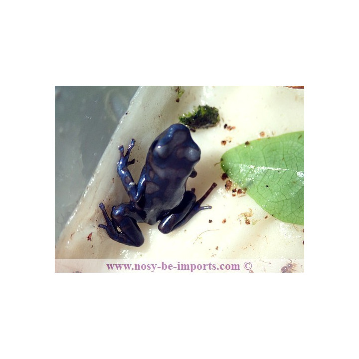Dendrobates auratus Pena Blanca