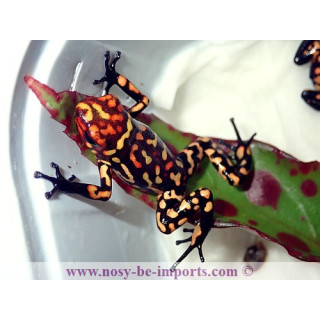 Oophaga histrionica redhead