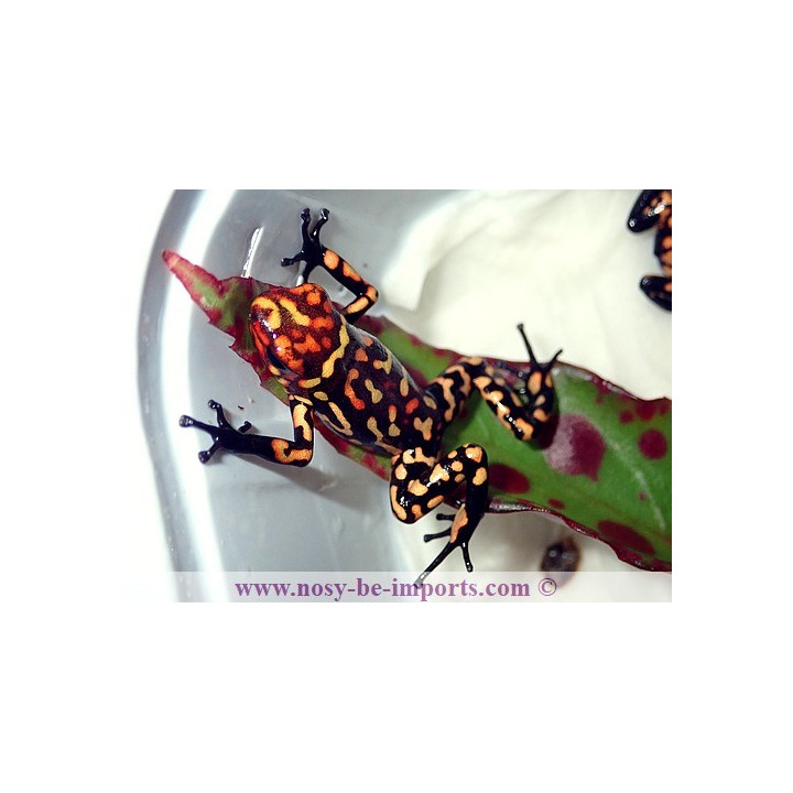Oophaga histrionica redhead