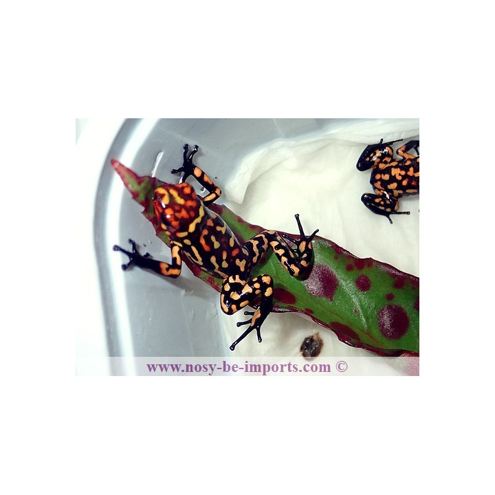 Oophaga histrionica redhead