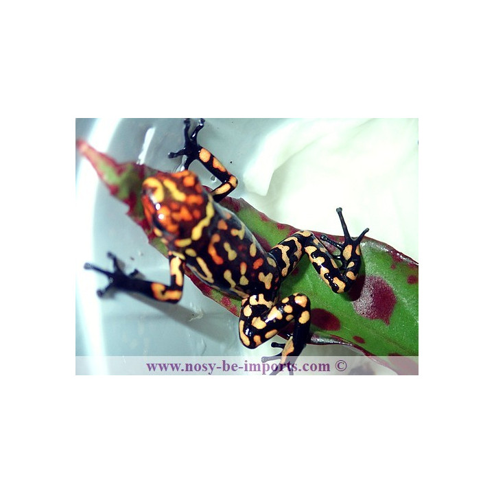 Oophaga histrionica redhead