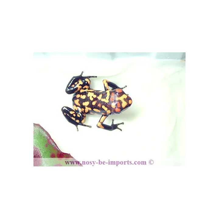 Oophaga histrionica redhead