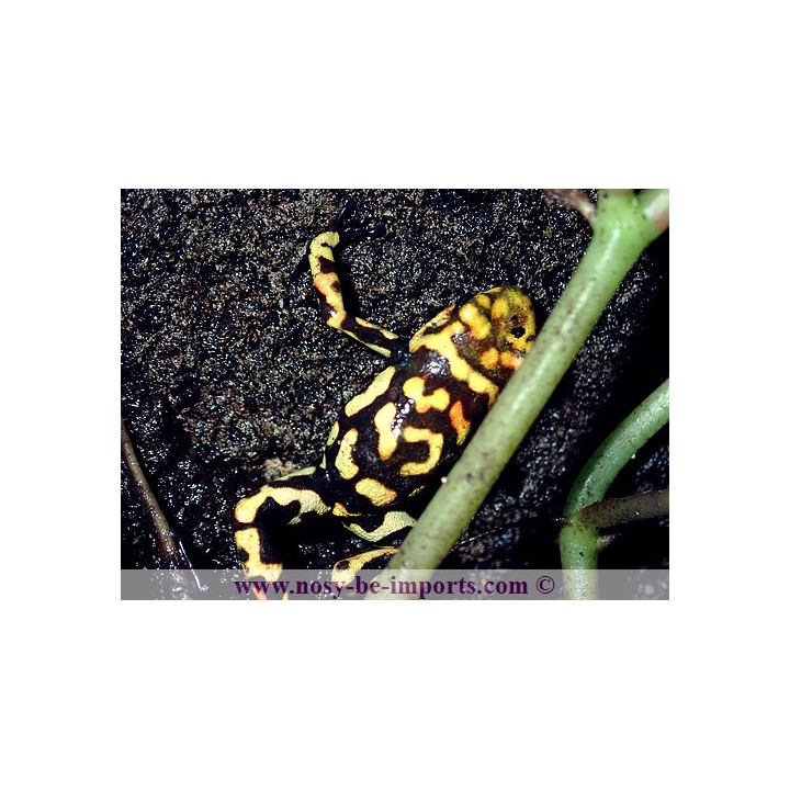 Oophaga histrionica redhead