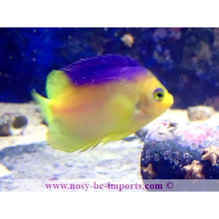 Centropyge colini