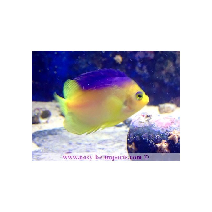Centropyge colini