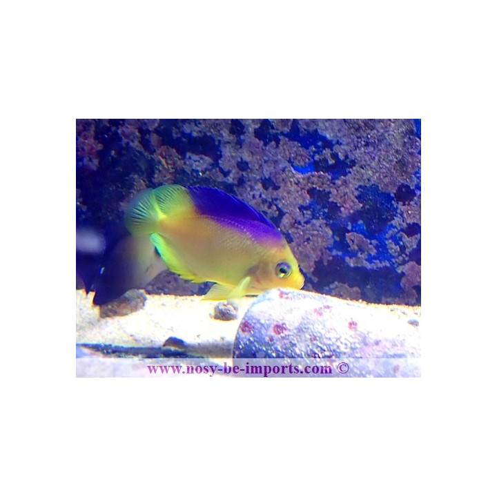 Centropyge colini
