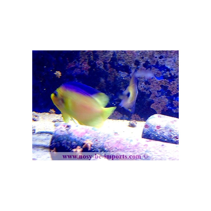 Centropyge colini