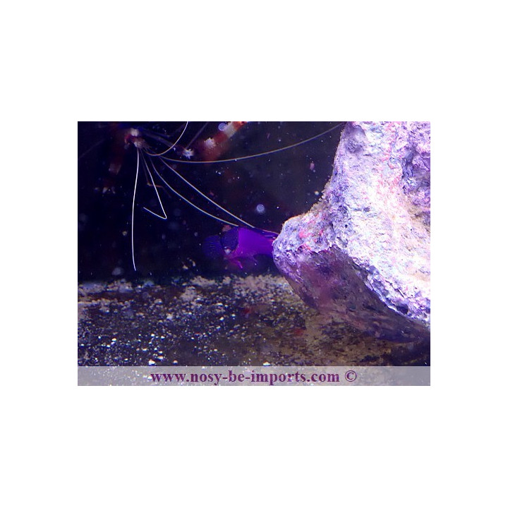 Gramma melacara