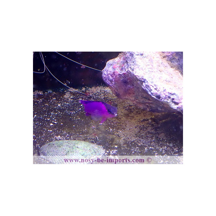 Gramma melacara