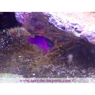 Gramma melacara