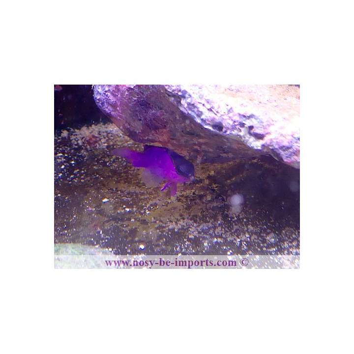 Gramma melacara