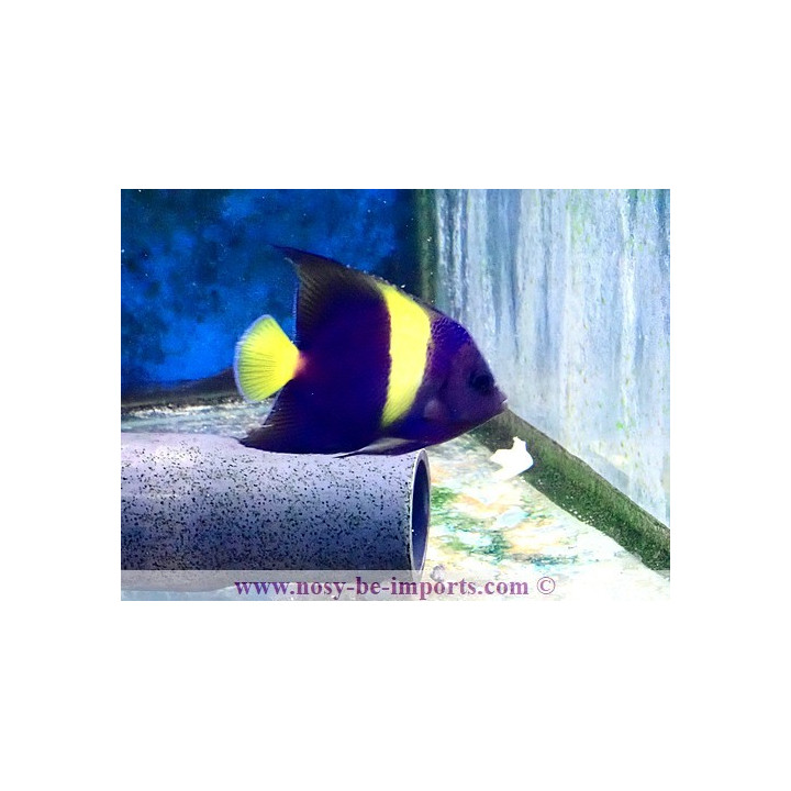 Pomacanthus asfur