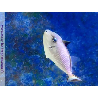 Xanthichthys auromarginatus
