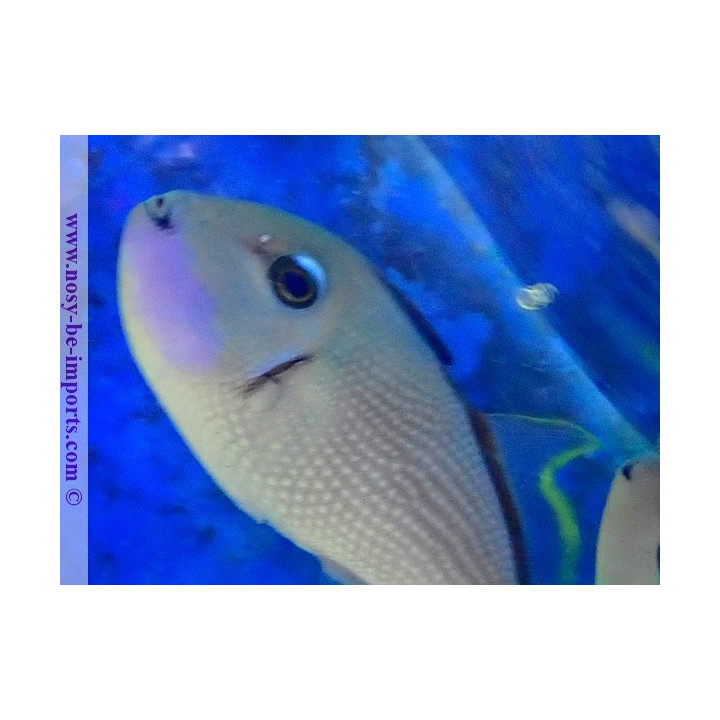Xanthichthys auromarginatus